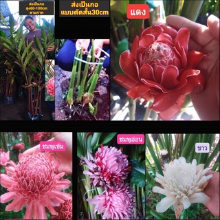 (1กอ) ต้น เหง้า หน่อ ดอก ดาหลา ต้นดาหลา สี แดง ขาว ชมพู Torch ginger Tinutda