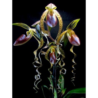 30 เมล็ดพันธุ์ เมล็ดกล้วยไม้ กล้วยไม้รองเท้านารี (Paphiopedilum Orchids) Orchid flower seeds อัตราการงอก 80-85%