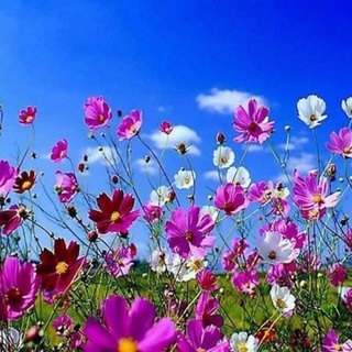 เมล็ดพันธุ์ ดาวกระจายคละสี ดอกคอสมอส (Mixed Cosmos Flower Seed) 350 เมล็ด คุณภาพดี ราคาถูก