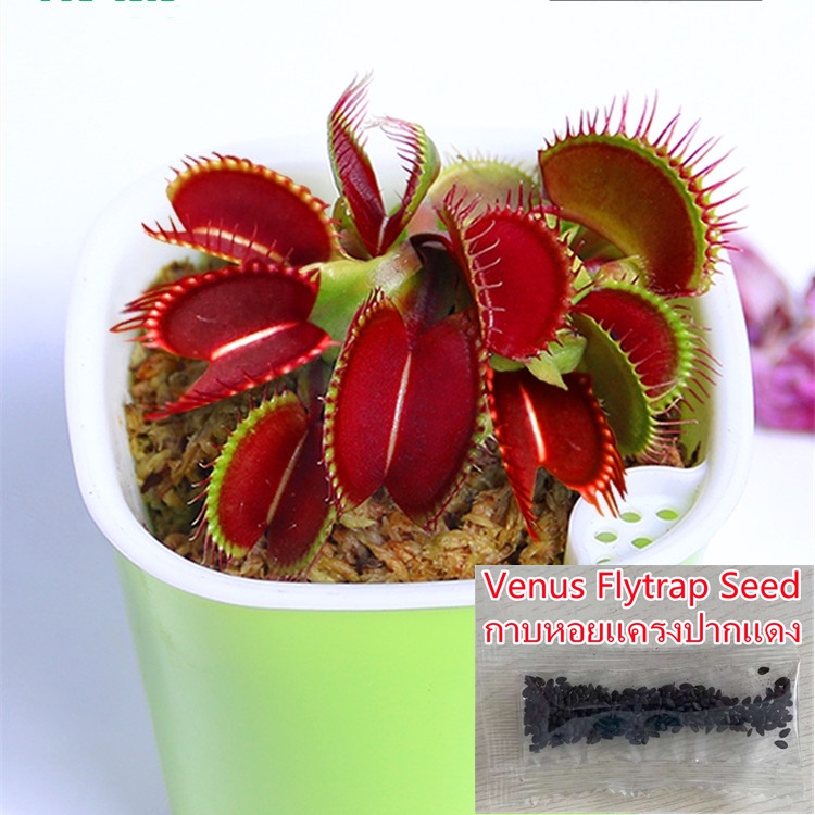 (50 Seeds)ไม้กินแมลง กาบหอยแครงปากแดง (Venus Flytrap) Dionaea Muscipula Giant Clip Flytrap Bonsai Ca