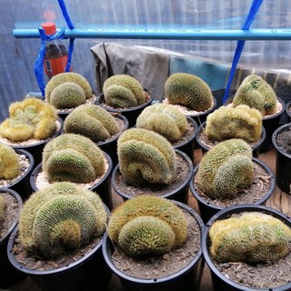 [ถูกสุด] Cactus กระบองทอง คริสตาต้า กระบองเพชร แคคตัส