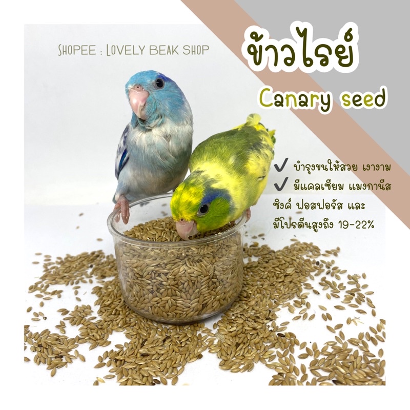 ข้าวไรน์ บำรุงขนสวย Canary seed ข้าวไรย์ อาหารนก ธัญพืชสำหรับนกแก้วปากขอ อาหารนกฟอพัส เลิฟเบิร์ด ค็อกคาเทล