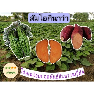 ยอดพันธุ์มันหวานญี่ปุ่นส้มโอกินาว่า1ชุด110ยอด​หวานเหนียวอร่อยเนื้อสีส้มลงหัวไวปลูกได้ทุกสภาพดิน