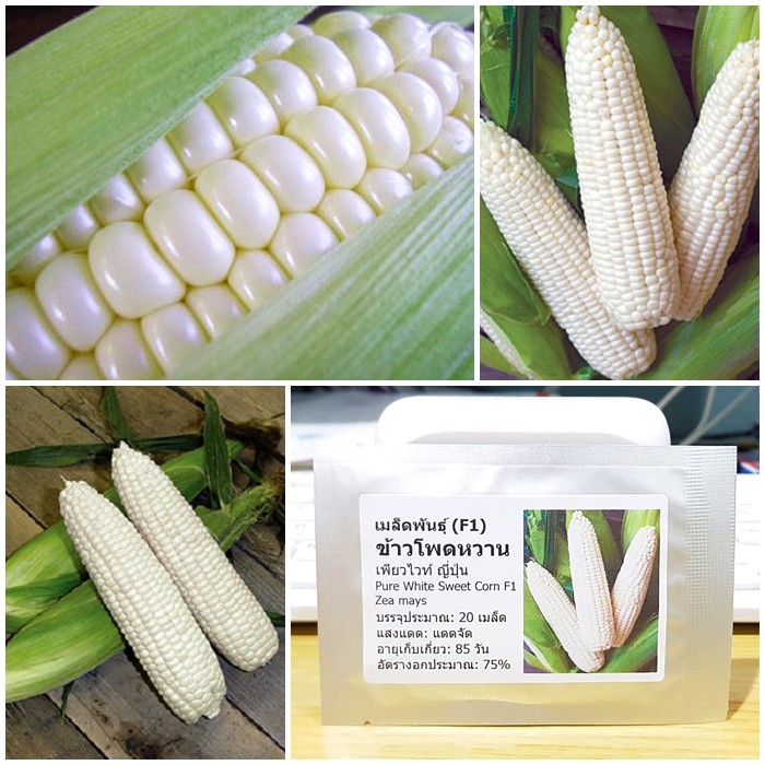 เมล็ดพันธุ์ ข้าวโพดหวาน เพียวไวท์ญี่ปุ่น (Pure White Sweet Corn F1 Seed) บรรจุ 20 เมล็ด ของแท้ 100%