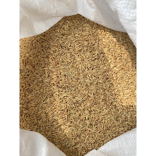 พันธุ์ข้าว กข43 ข้าวปลูก กข43 พันธุ์ข้าวปลูก กข43 ( 12.5 กิโลกรัม)