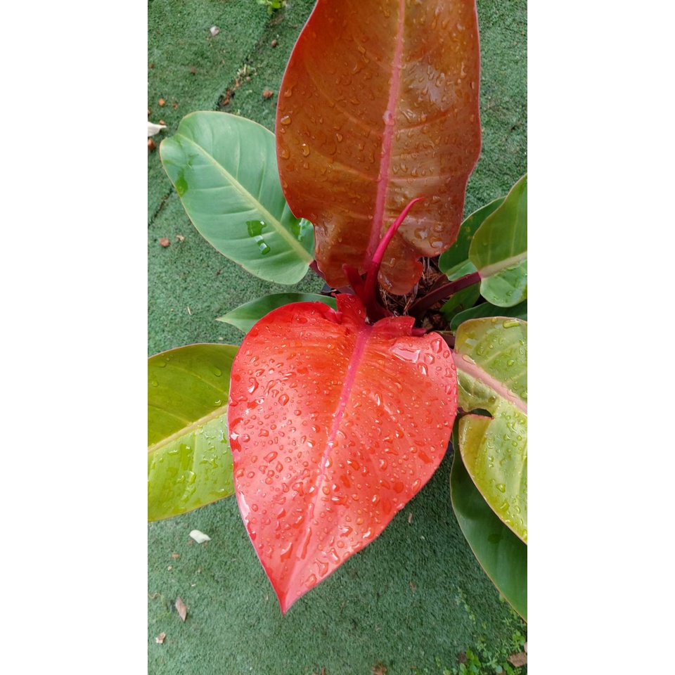 ต้นกุมารแดงเรียกทรัพย์ ฟิโลเดนดรอนเชอรี่เรด philodendron cherry red  จัดส่งพร้องกระถาง 10 นิ้ว นะคะ