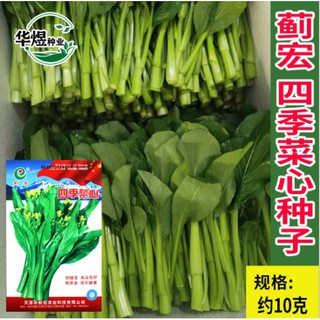 🌱เมล็ดกวางตุ้งจีน(10กรัม)🌱