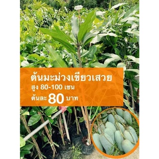 ต้นมะม่วงเขียวเสวย ต้นละ 80 บาท