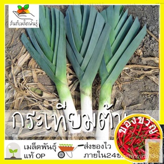 เมล็ดพันธุ์ กระเทียมต้น 200 เมล็ด American Flags Leek เมล็ดพันธุ์แท้100%นำเข้าจากต่างประเทศ ปลูกผัก สวนครัวเสื้อ/สร้อยข