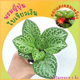 พรมญี่ปุ่น ใบสีเขียวเงิน พันธ์ุใบใหญ่ ดอกสีแดงผสมเหลือง (กระถาง 3 นิ้ว)ปลูกง่ายมาก โตไว   ค่าส่งถูก