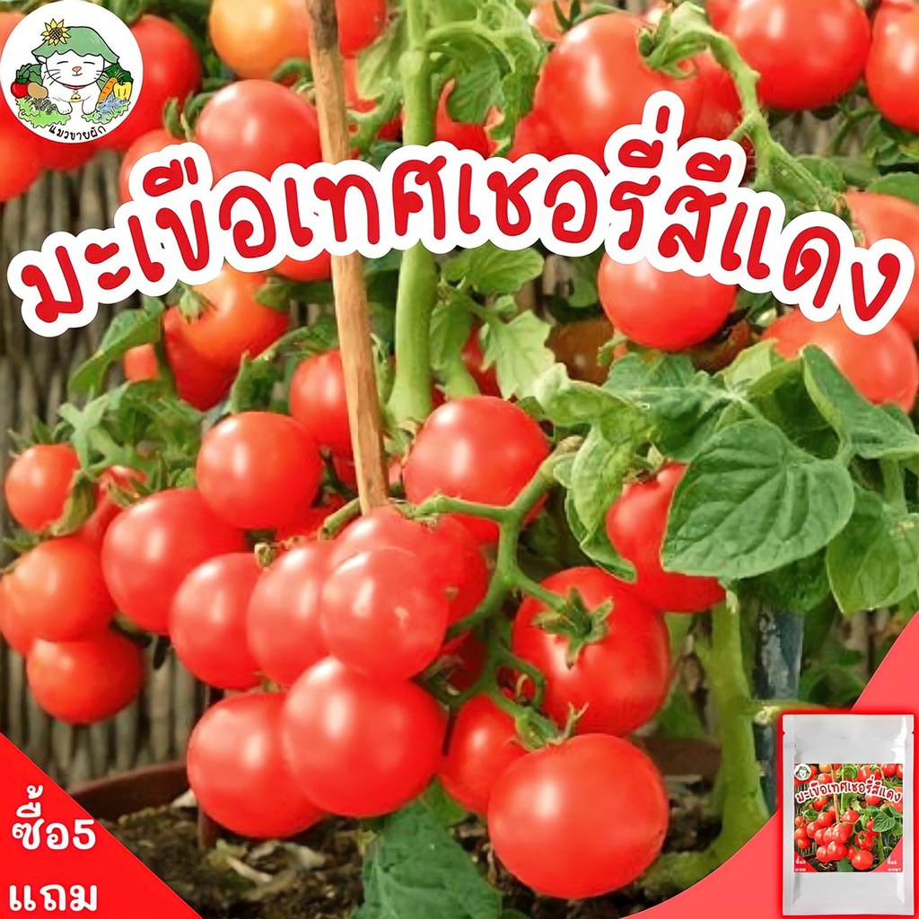 เมล็ดพันธุ์ มะเขือเทศเชอรี่ สีแดง 100 เมล็ด Red Cherry Tomatoเมล็ดพันธุ์นำเข้าแท้ ปลูกผัก สวนครัว มะเขือเทศ ปลูกง่าย ถูก