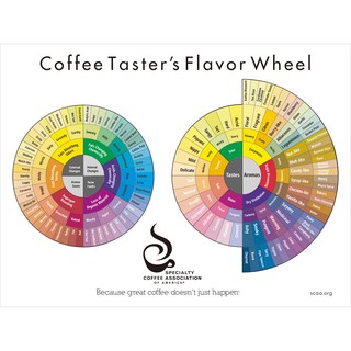 Flavor Wheel(SCAA) Poster Original Size (17.71 x 24")  ไม่มีกรอบรูป