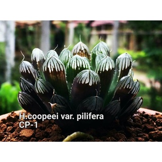 H.cooperi var. pilifera ‘cp-1’ A012 (เฟอร่า)