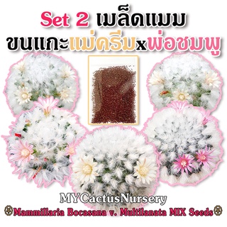 Set2 เมล็ดแมมขนแกะ แม่ดอกขาว พ่อดอกชมพู เมล็ดขนแกะ Mammillaria Bocasana V. Multilanata Seeds เมล็ดขนแกะดอกขาว เมล็ดขนแกะ