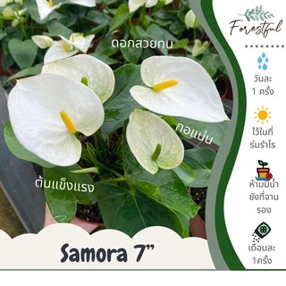 หน้าวัวสีขาว Samora ขนาดกระถาง 7 นิ้ว (สินค้ามีพร้อมส่งค่ะ)