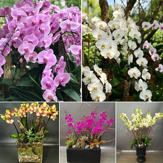 เมล็ดดอกไม้สวย 50pcs Mixed Packed Phalaenopsis Orchid Seeds ต้นไม้มงคล ต้นไม้ประดับ พันธุ์ดอกไม้ ต้นไม้จิ๋วจริง