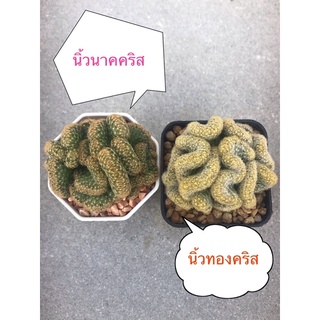 นิ้วนาคคริส ไม้หายาก ไม้น่าสะสม