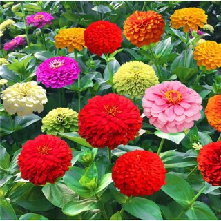 เมล็ดพันธุ์ ดอกบานชื่นคละสี 20 เมล็ด Mixed Zinnia Flower Seed เมล็ดพันธุ์แท้ ดอกบานชื่นซ้อน เมล็ดบานชื่น