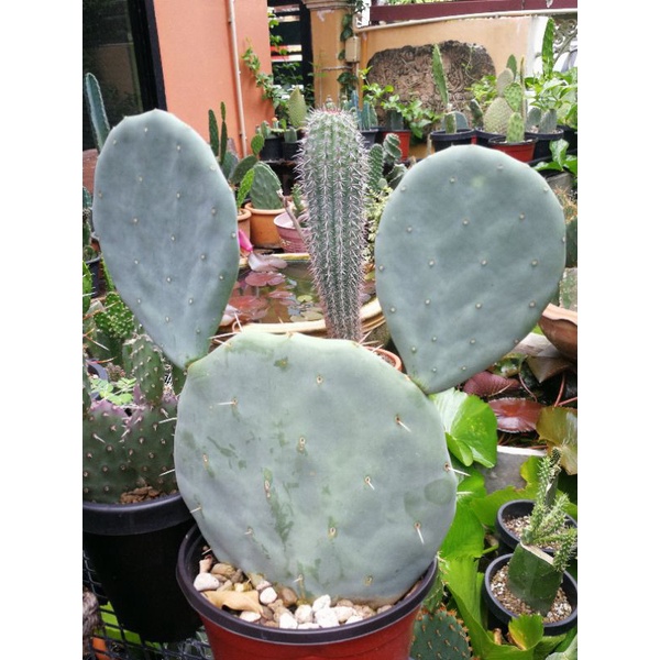 Opuntia Robusta Giant ฟอร์มสวยหูกระต่าย