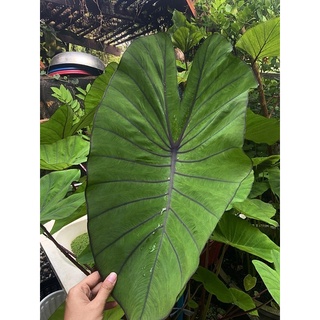 🌱Colocasia Blue hawaii (บลูฮาวาย)แท้100%🌱 พร้อมส่งทั้งกระถาง ♥️แม่พันธุ์ดีลูกดกมา♥️