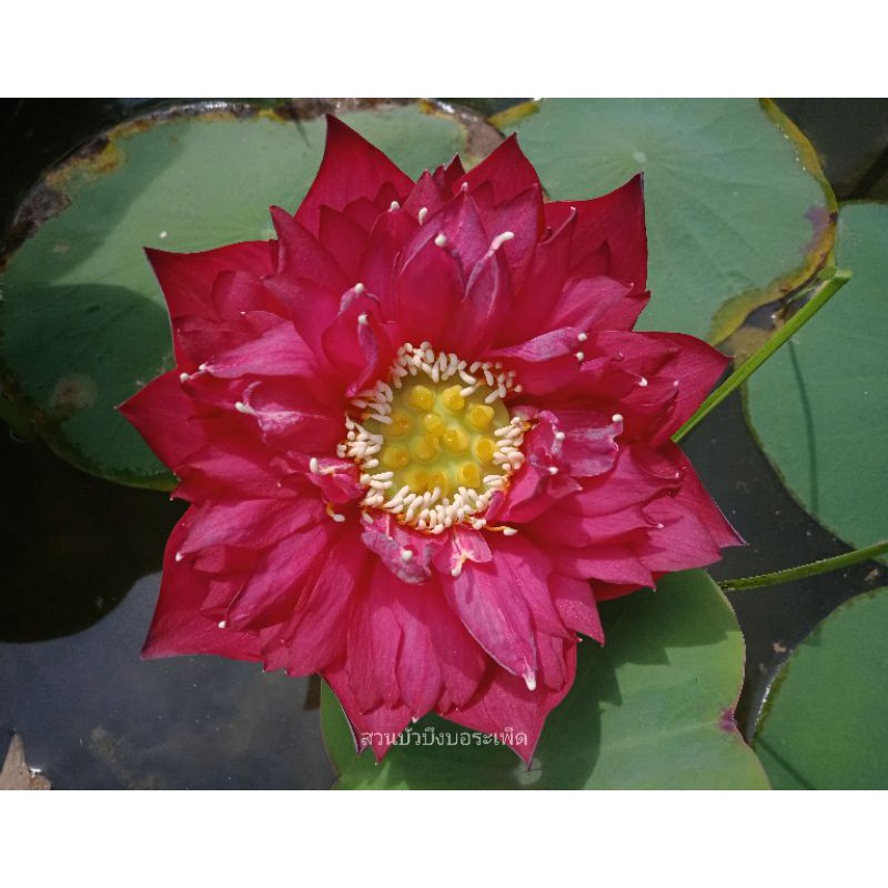ไหลบัวหลวงRed Nannalinบัวหลวงสีแดง สวยคมเข้ม ใครที่ยังไม่มีรีบเลยครับผมขายสายพันธุ์เป็นไหลแบบตัวอย่างในรูปครับ
