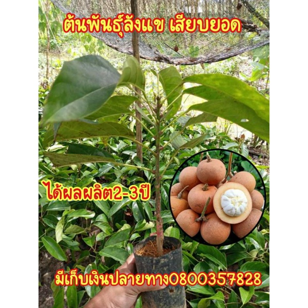 ต้นลังเเข ต้นปุย ผลไม้ป่าหายาก รสชาดหวาน เสียบยอดให้ผลผลิตเร็ว ผลไม้ป่าทางภาคใต้ รสชาดคล้าย มะไฟ+มันคุด