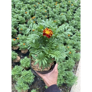 ดาวเรืองฝรั่งเศส  French Marigold ชื่อวิทยาศาสตร์: Tagetes patula L. #ไม้ดอกไม้ประดับ #FrenchMarigold #ดาวเรืองฝรั่งเศส