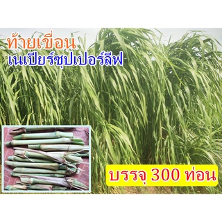 พันธุ์หญ้าเนเปียซุปเปอร์ลีพ ท้ายเขื่อน (300ท่อน) เนเปียโตไว หญ้าสายพันธุ์ใหม่ทนแล้ง