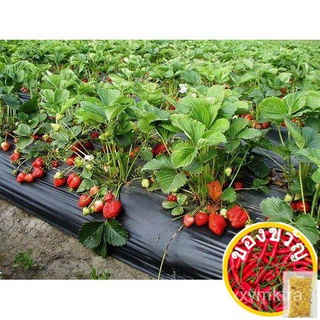 100PCSStrawberry Seeds Fresh Biji Benih Strawberri Fruit  Seedสตรอเบอร์รี่เมล็ด苹果/内裤/男装/木瓜/通心菜/seeds/向日葵/头饰/种子/上衣/ KE44