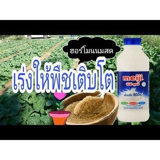 ฮอร์โมน นมสด  พร้อมใช้ 1000 ML