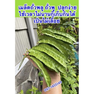 เมล็ดพันธ์ุถั่วพู่เขียวติดดกปลูกง่าย