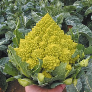 เมล็ด กะหล่ำดอกเจดีย์ (Romanesco Broccoli) บรรจุ 40 เมล็ด