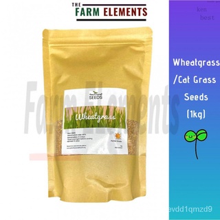 เมล็ดข้าวสาลี Non-GMO (1Kg) แมว/สัตว์เลี้ยง Seeds Seeds Bibiji Benih Gendum Wheatberryed Seeds seeds FKBX