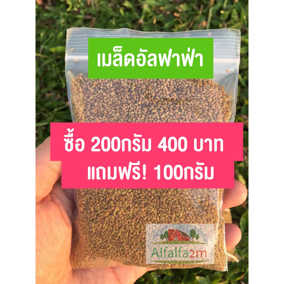 เมล็ดอัลฟัลฟ่า 200กรัม (พิเศษ! สั่งซื้อ 200กรัม +แถม100กรัม )