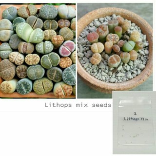 เมล็ด Lithops mix seed 50 เมล็ด