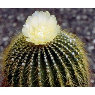 เมล็ด ERIOCACTUS claviceps เมล็ดแคคตัส เมล็ดกระบองเพชร แคคตัส เมล็ดพันธุ์ Cactus seed