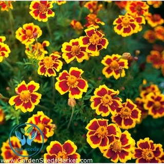 เมล็ดดาวเรืองฝรั่งเศส 200 เมล็ด French Marigold เมล็ดนำเข้า