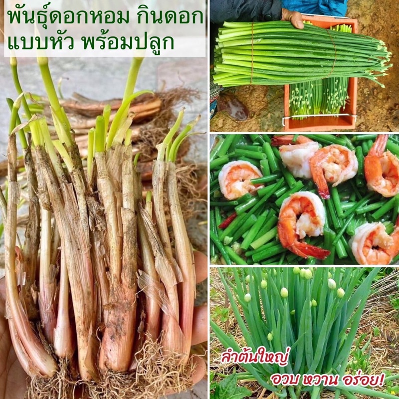 ต้นพันธุ์ ดอกหอม (หัวพร้อมปลูก)