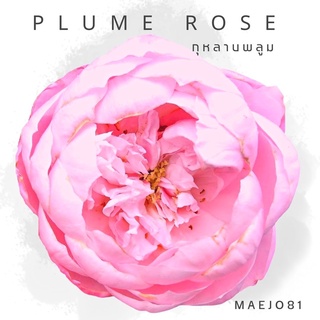 R14 Plume Rose หอมแรงมาก กุหลาบพลุม กุหลาบสัญชาติญี่ปุ่น กุหลาบเลื้อย ออกดอกดกมาก กุหลาบทำน้ำหอม