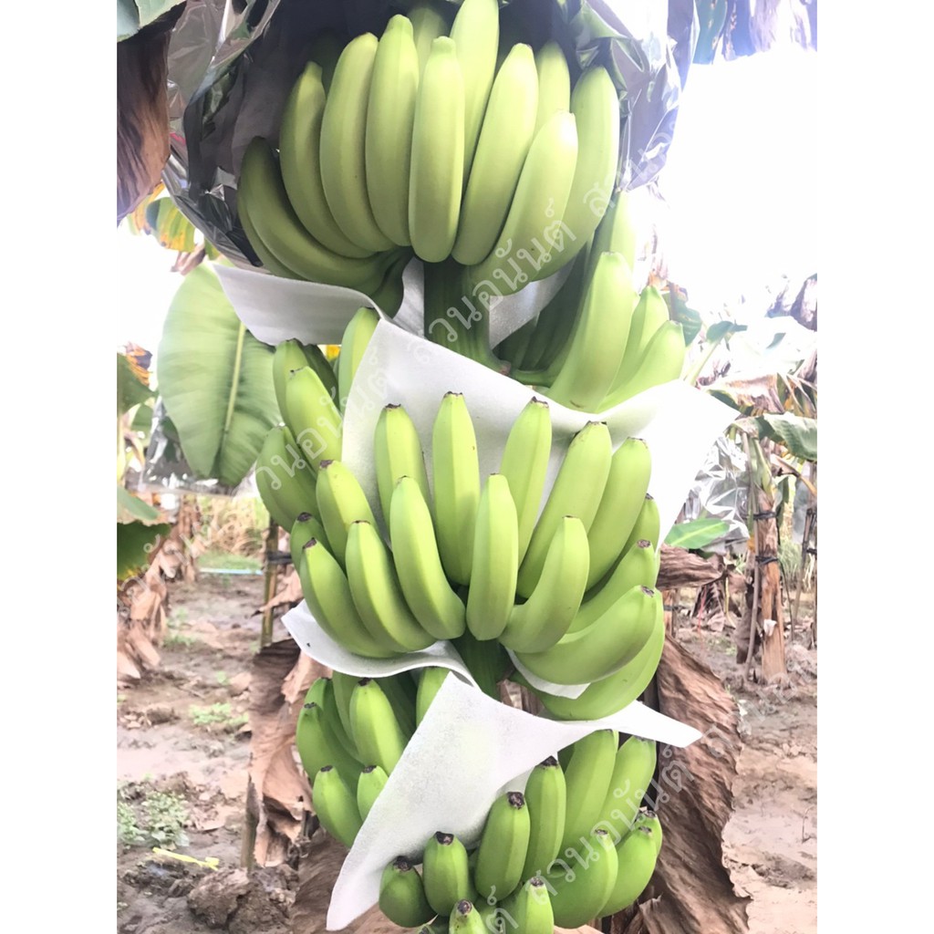 หน่อกล้วยหอมคาเวนดิช พร้อมปลูก กล้วยหอมเพื่อสุขภาพ‼️ ลำต้นสวย ดูแลง่าย ให้ผลผลิตสูง