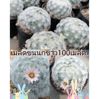 🌵💥เมล็ดขนนกขาว💥🌵 Mammilaria pumosa  80 เมล็ด เมล็ดกระบองเพชร เมล็ดแคคตัส (แคคตัส กระบองเพชร)