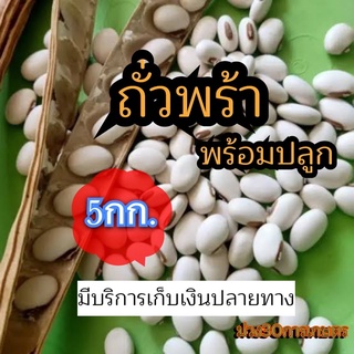 ✅ ถั่วพร้า เมล็ดถั่วพร้า 5 กิโลกรัม(รับประกันการงอก)