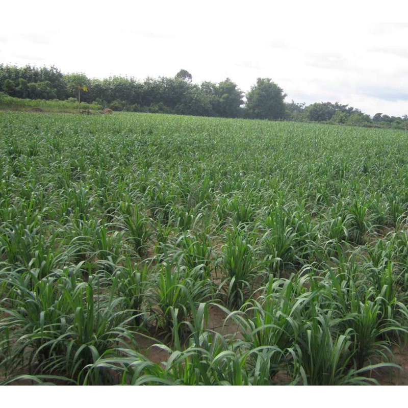 ✅ กินนี กินนี่มอมบาซ่า เมล็ดกินนี่มอมบาซา 1 กิโลกรัม (พร้อมปลูก) - รูปที่ 4