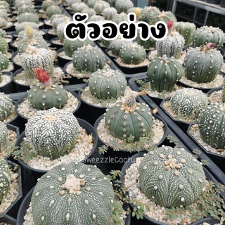 กระบองเพชร แคคตัส (Cactus) แอสโตรไฟตัม แอสทีเรียส (Astrophytum asterias) ไม้เพาะเมล็ดลุ้นสีและลักษณะดอก จัดส่งทั้งกระถาง