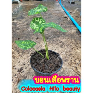 1 กระถาง บอนเสือพราน Colocasia Hilo beauty ไม้นำเข้า ส่งพร้อมกระถาง จัดส่งคละกระถางจากไทย