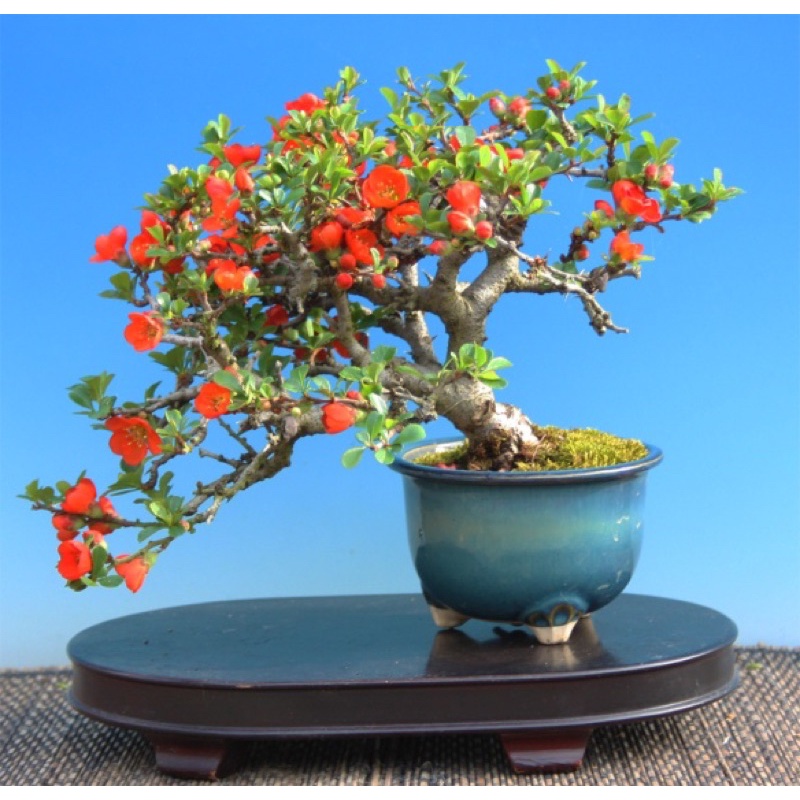 Chojubai mame bonsai