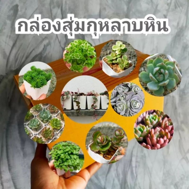 ่กุหลาบหิน ไม้อยู่ในกระถาง 2 นิ้ว ได้ 6กระถาง ร้านเลือกให้ คุ้มทุกกล่อง
