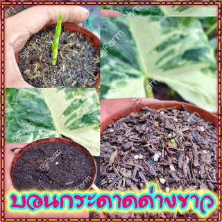 ใหม่!!Alocasia macrorrhizos ชิ้นตา-ไข่บอนกระดาดด่างขาว รื้อจากต้นแม่ด่างแท้ จัดส่งพร้อมกระถาง