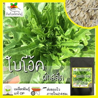 เมล็ดพันธุ์ ผักสลัด ใบโอ้ค 1000เมล็ด Oak Leaf Lettuce Seed เมล็ดพันธุ์แท้100%นำเข้าจากต่างประเทศ ปลูกผัก สวนครัว ราคาถูก