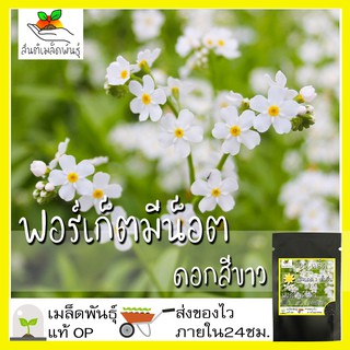 เมล็ดพันธุ์ ฟอร์เก็ตมีน็อต ดอกสีขาว 100 เมล็ด White Forget me not  เมล็ดพันธุ์แท้ นำเข้าจากต่างประเทศ โตไว พร้อมส่ง